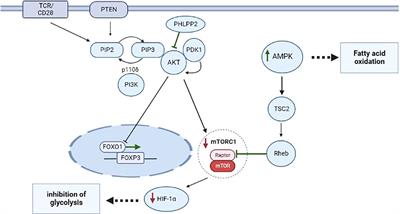 The role of metabolism on regulatory T cell development and its impact in tumor and transplantation immunity